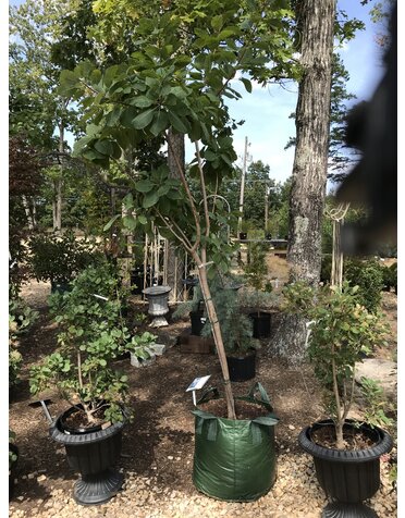 Cotinus Obovatus, American Smoke Tree 25G