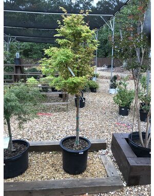 Maple, Japanese, Acer palmatum 'Sango Kaku'  Coral Bark 5G