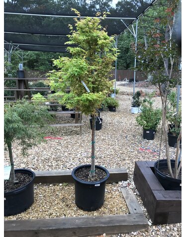 Maple, Japanese, Acer palmatum 'Sango Kaku'  Coral Bark 5G