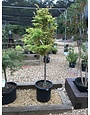 Acer palmatum 'Sango Kaku'  Coral Bark 5G