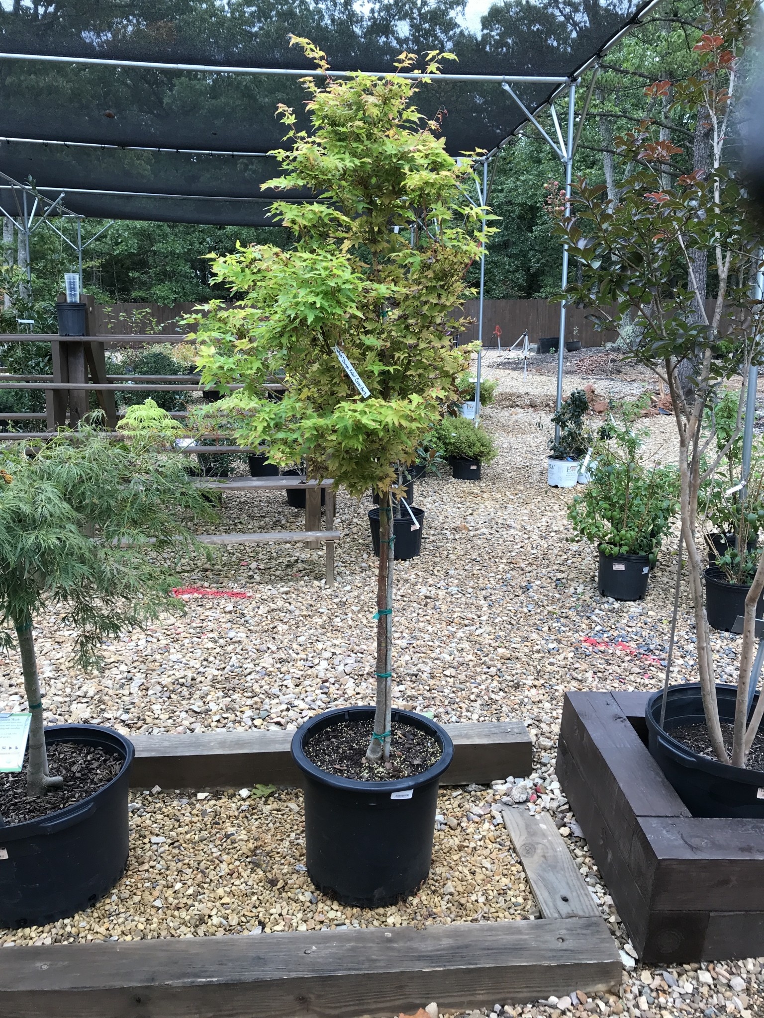 Maple, Japanese, Acer palmatum 'Sango Kaku'  Coral Bark 5G