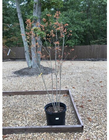 Crape Myrtle, Twilight Crape Myrtle #15