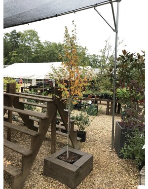 Hornbeam, Carpinus caroliniana 'Wisconsin Red' 15G