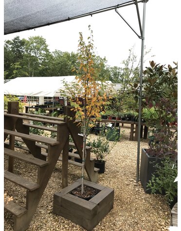 Hornbeam, Carpinus caroliniana 'Wisconsin Red' 15G