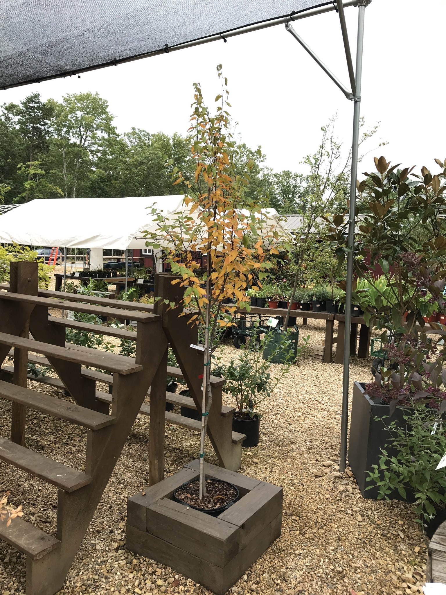 Hornbeam, Carpinus caroliniana 'Wisconsin Red' 15G