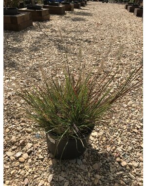 Cassian Dwarf Fountain Grass #3 -- Pennisetum alopecuroides 'Cassian'