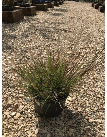 Cassian Dwarf Fountain Grass #3 -- Pennisetum alopecuroides 'Cassian'