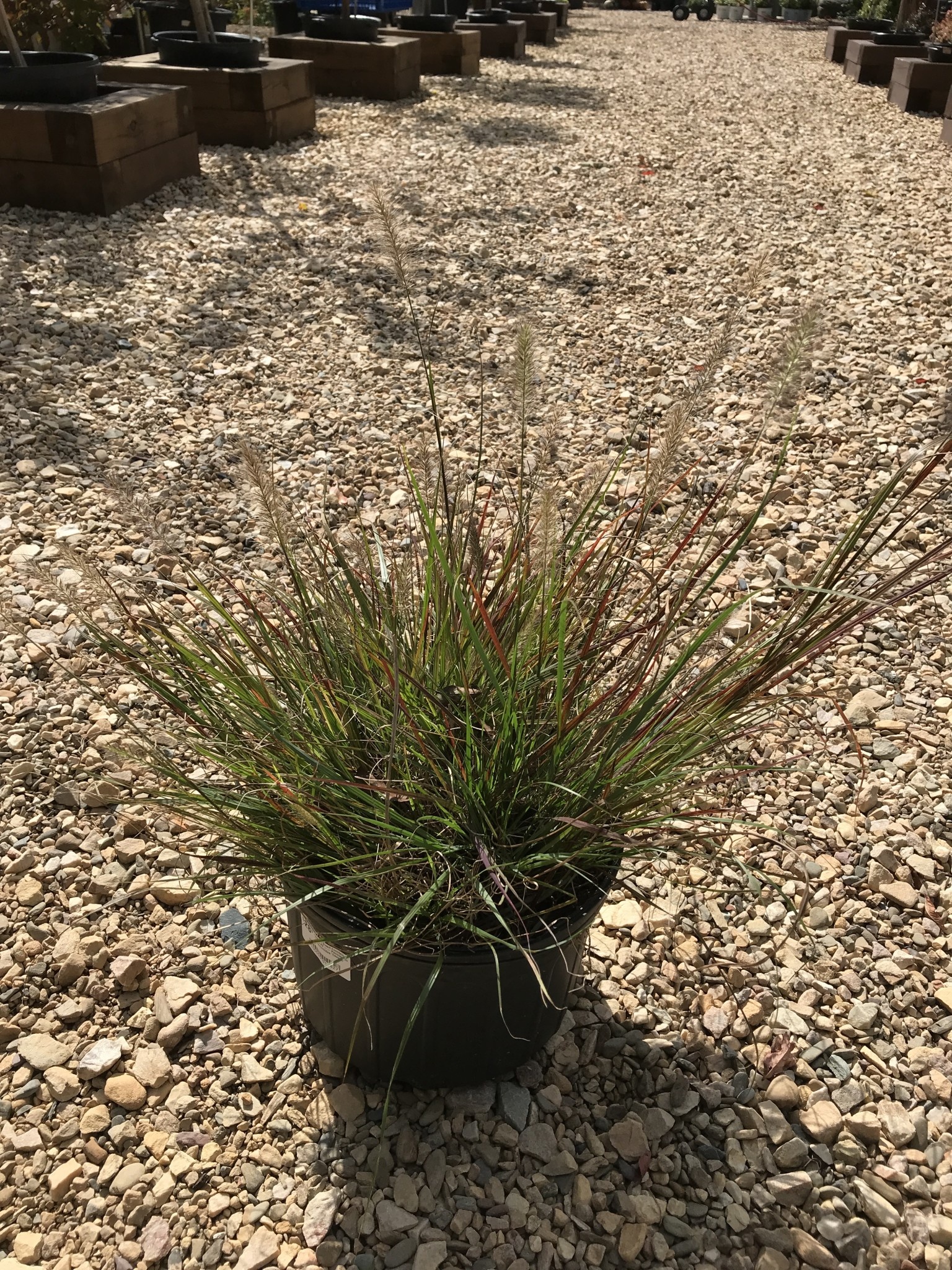 Cassian Dwarf Fountain Grass #3 -- Pennisetum alopecuroides 'Cassian'