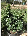 Dwarf Curly Leaf Ligustrum #3 -- Ligustrum japonicum 'Rotundifolium'