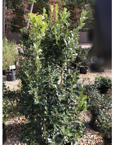 Holly, Ilex x 'Magland' Oaklandâ„¢ 15G