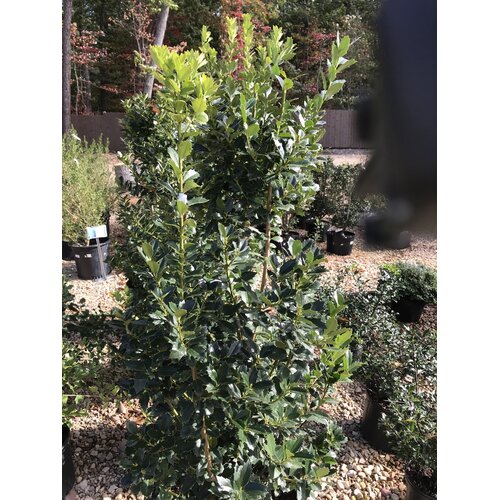 Holly, Ilex x 'Magland' Oaklandâ„¢ 15G