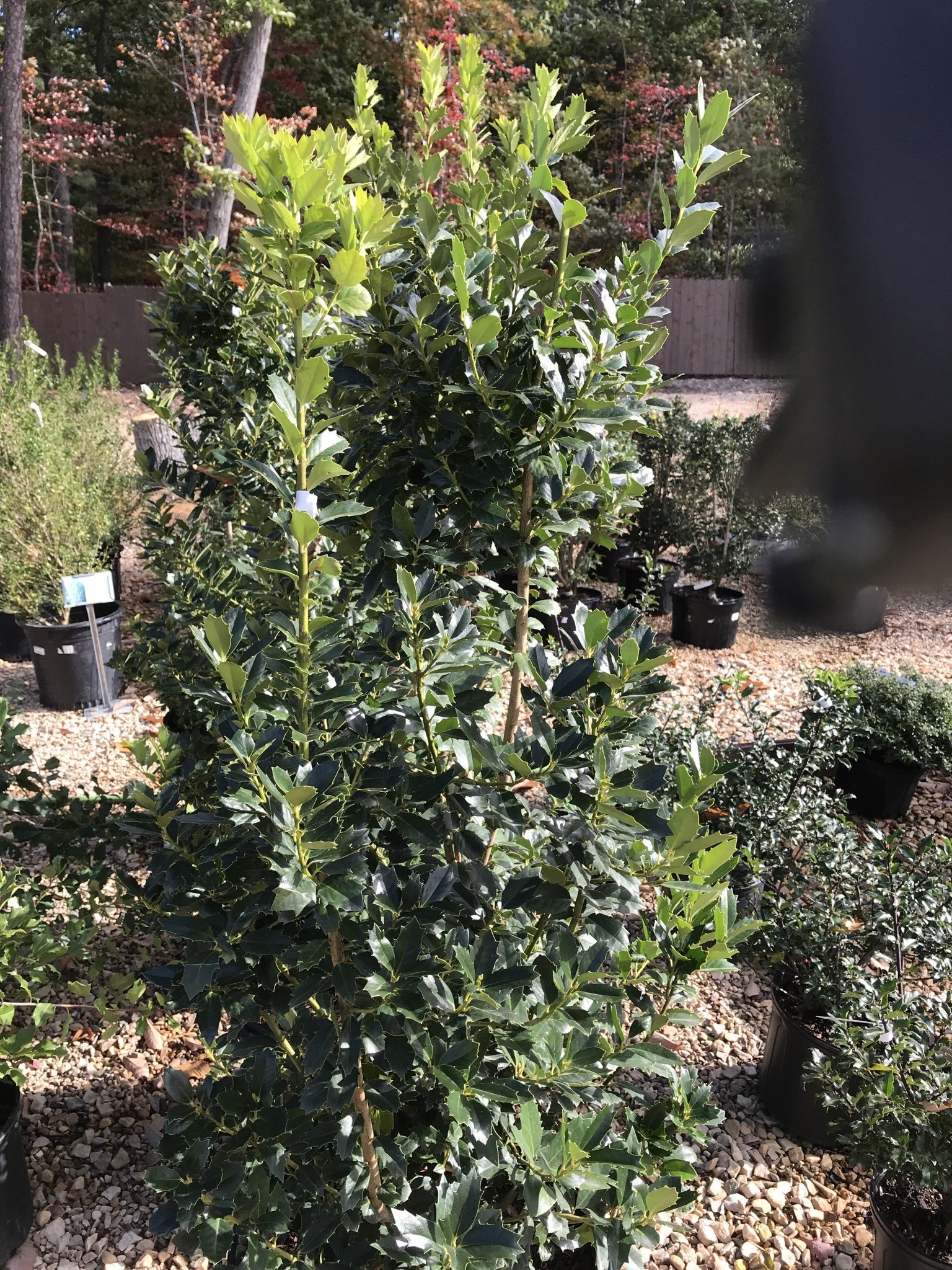 Holly, Ilex x 'Magland' Oakland™ 15G