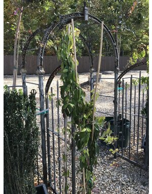 Bignonia capreolata 'Tangerine Beauty' 5G VINES NATIVE