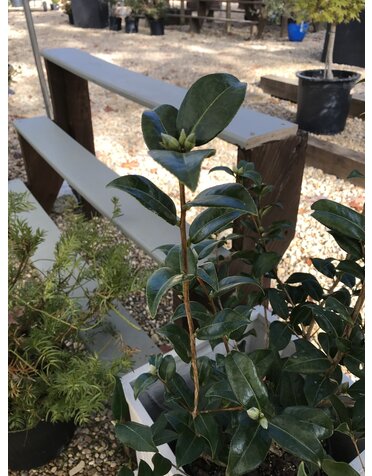 Camellia, Camellia japonica 'Pink Icicle' 3G