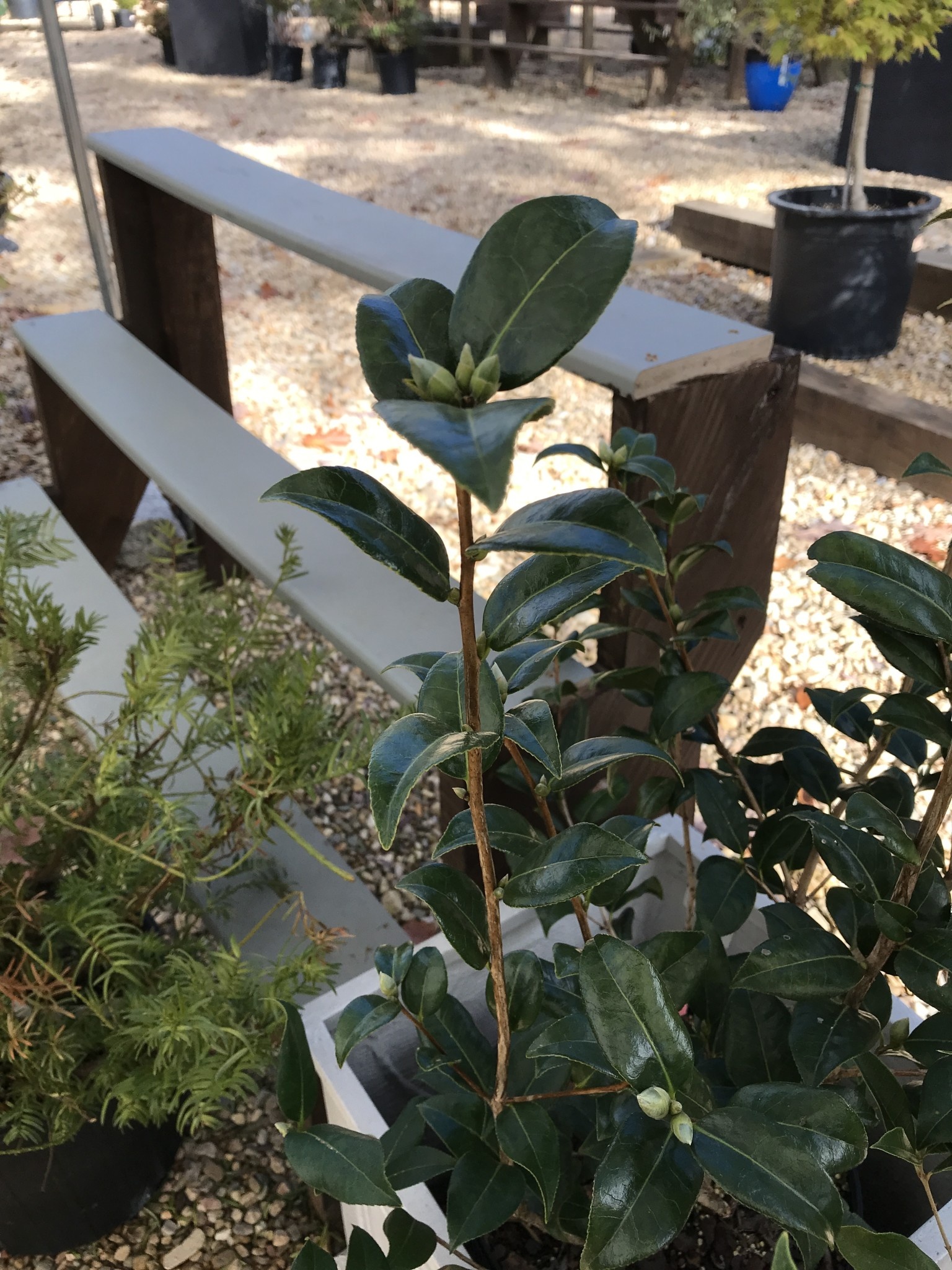 Camellia, Camellia japonica 'Pink Icicle' 3G
