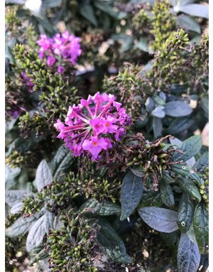 Proven Winner PUGSTER  Pinker Dwarf Butterfly Bush 3G