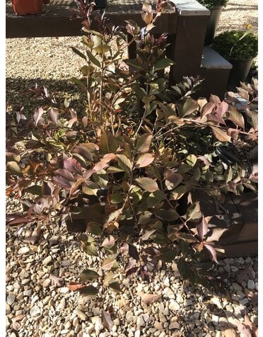 Weigela, Weigela florida 'Bramwell' Fine Wine® 3G