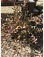Weigela, Weigela florida 'Bramwell' Fine Wine® 5G