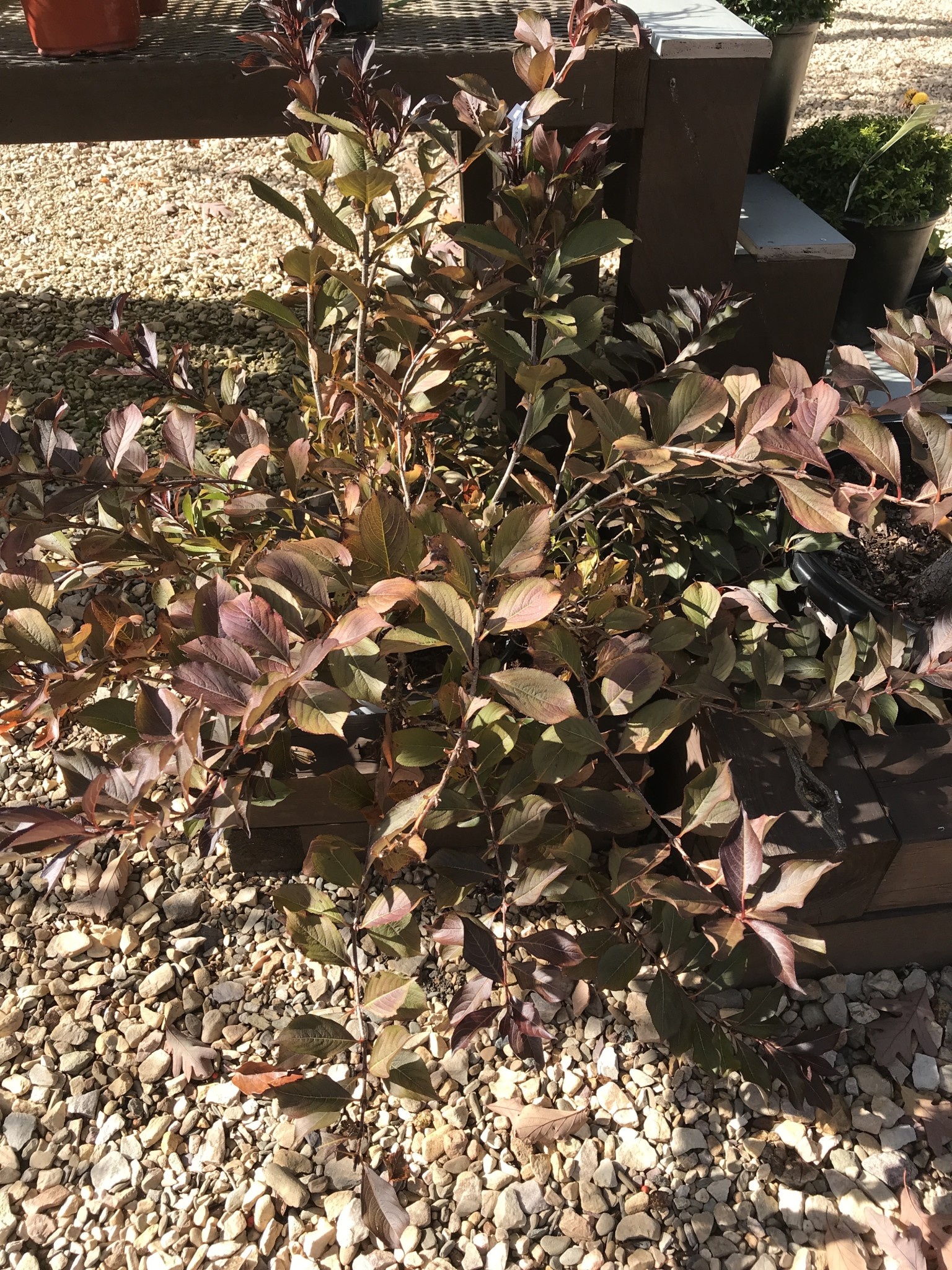 Weigela, Weigela florida 'Bramwell' Fine Wine® 5G