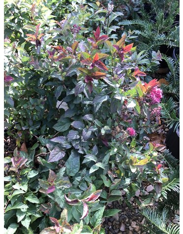 Proven Winner Double Play Doozie Spirea 3G