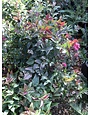 Proven Winner Double Play Doozie Spirea 3G