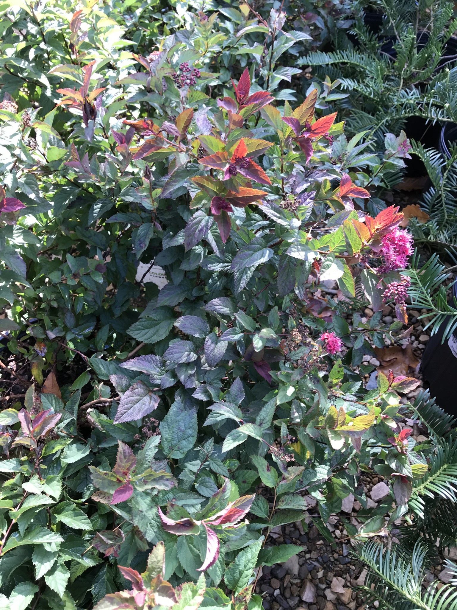 Proven Winner Double Play Doozie Spirea 3G
