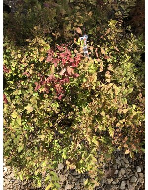 Lemon Princess Spirea 3G