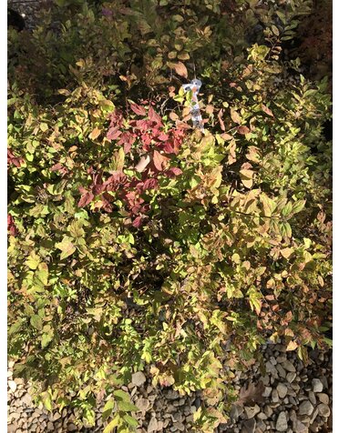 Lemon Princess Spirea 3G