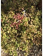 Lemon Princess Spirea #3 15" x 18-24"