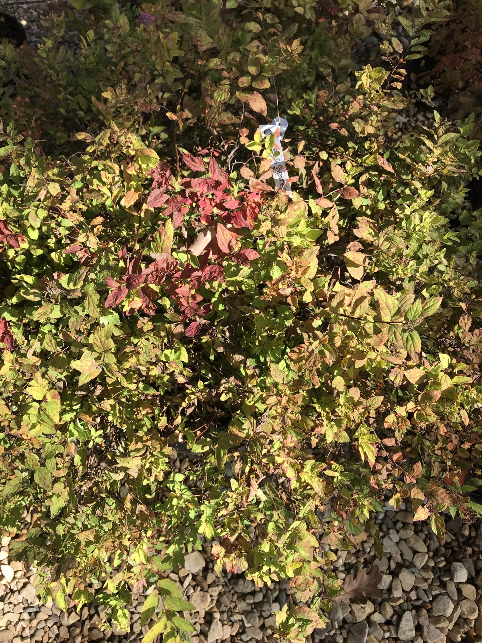 Lemon Princess Spirea 3G