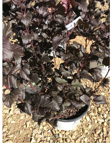 Proven Winners Ninebark, Physocarpus opulifolius 'SMNPOBLR' Ginger Wine® 3G
