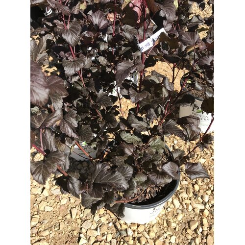 Proven Winners Ninebark, Physocarpus opulifolius 'SMNPOBLR' Ginger WineÂ® 3G