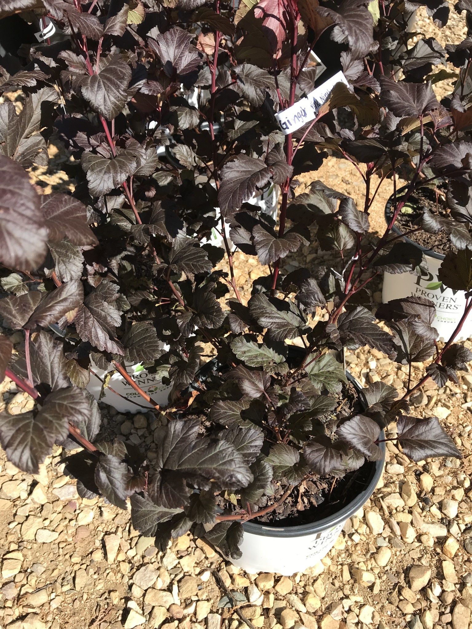 Proven Winners Ninebark, Physocarpus opulifolius 'SMNPOBLR' Ginger Wine® 3G