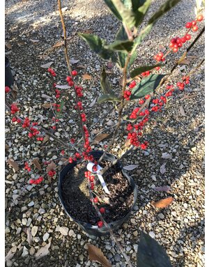 Winterberry- Red Sprite 5G Native