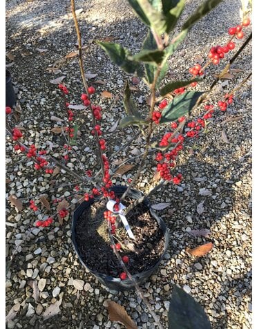 Winterberry- Red Sprite 5G Native