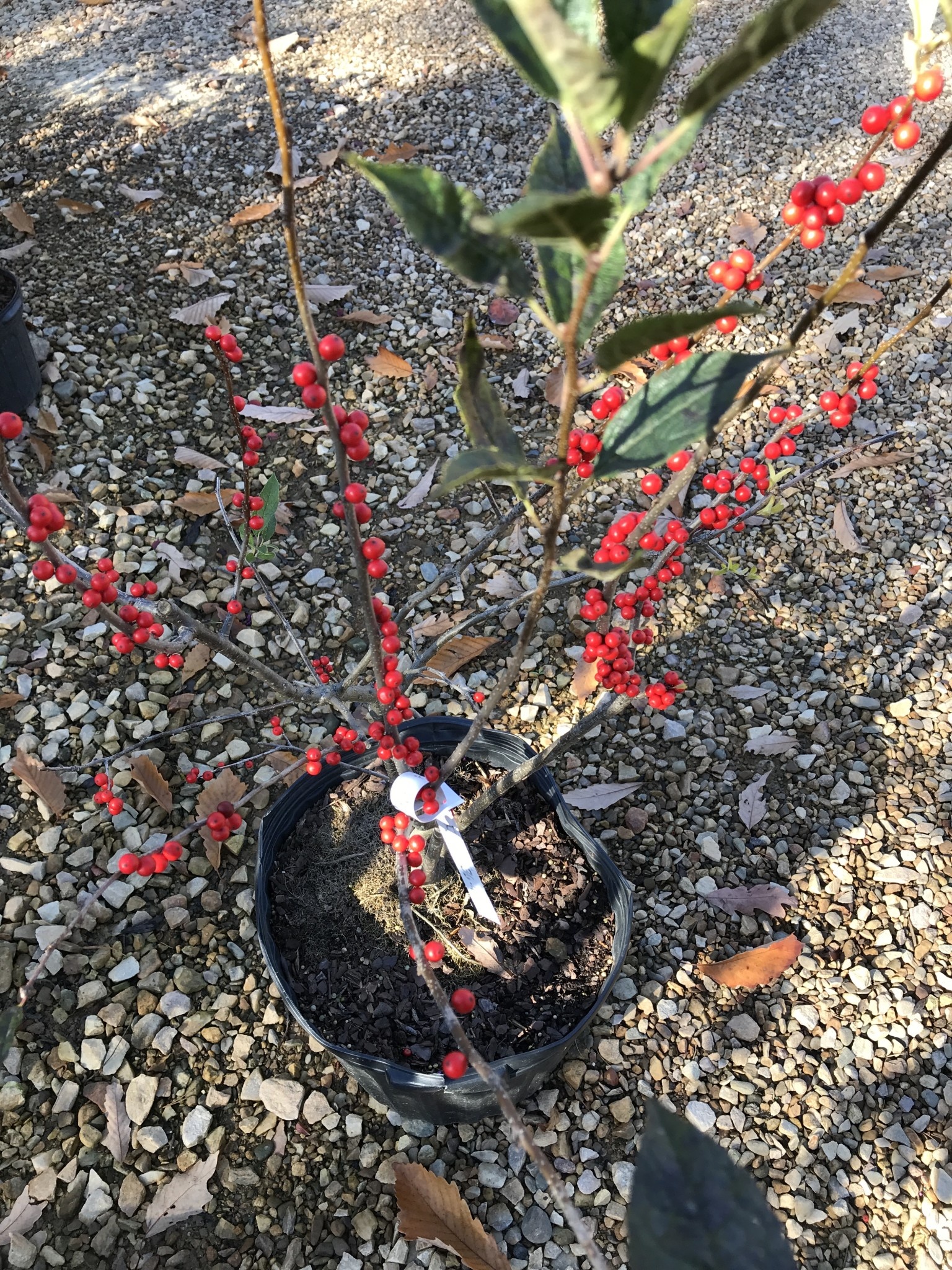 Holly, Red Sprite Winterberry #3 -- Ilex verticillata 'Red Sprite'