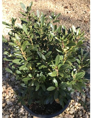Proven Winner Ilex glabra STRONGBOX™ Holly PP30147 PW® 3G NATIVE