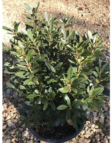 Proven Winner Ilex glabra STRONGBOX™ Holly PP30147 PW® 3G NATIVE