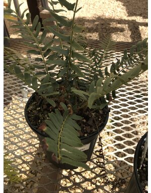 Polystichum acrostichoides 1G CHRISTMAS FERN -native