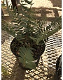 Polystichum acrostichoides 3G CHRISTMAS FERN -native