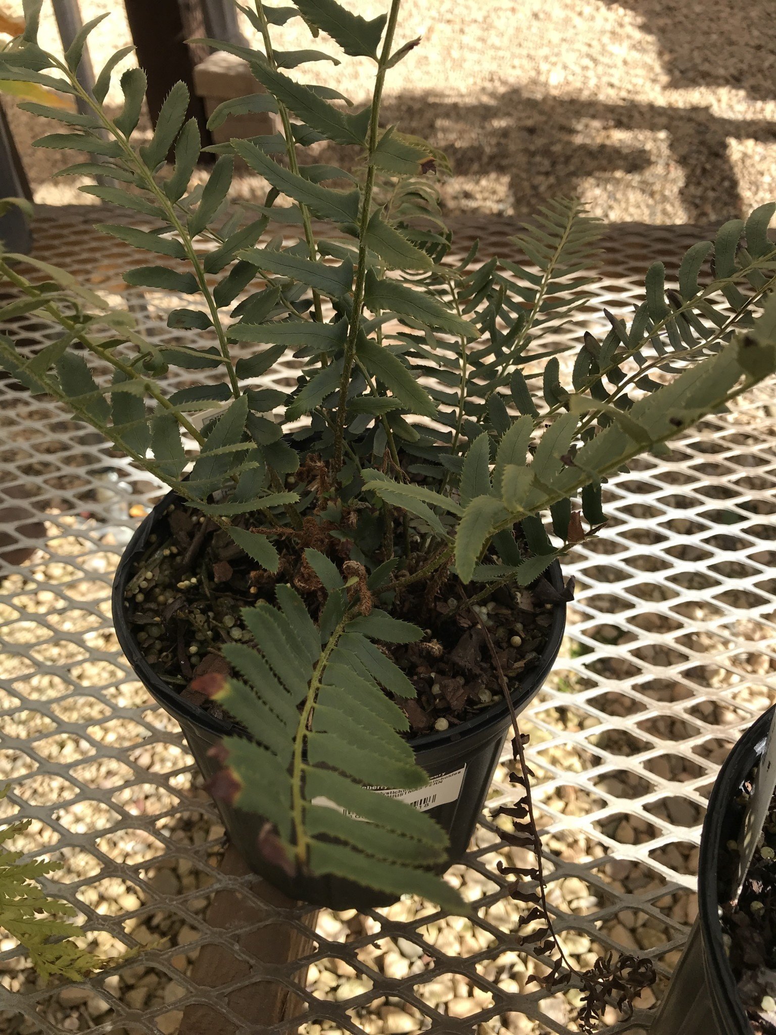 Polystichum acrostichoides 3G CHRISTMAS FERN -native