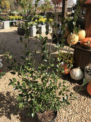 Camellia, Camellia sasanqua 'Winter's Snowman' 3G