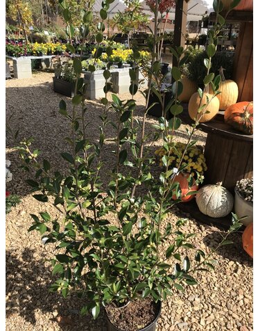 Camellia, Camellia sasanqua 'Winter's Snowman' 3G