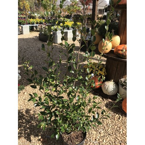 Camellia, Camellia sasanqua 'Winter's Snowman' 3G