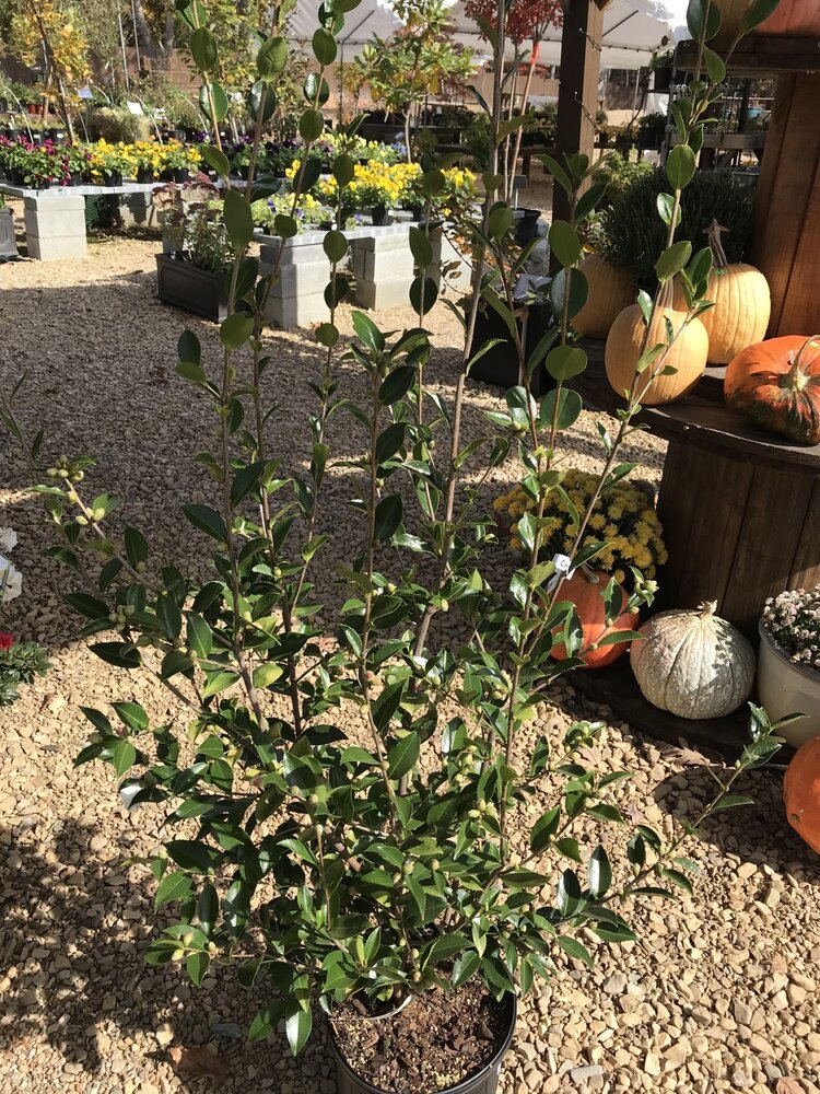 Camellia, Camellia sasanqua 'Winter's Snowman' 3G