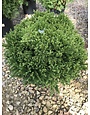 Cryptomeria japonica 'Globosa Nana'