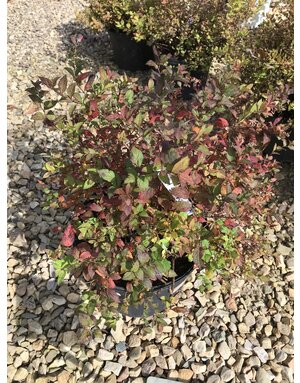 Magic Carpet Spirea 3G