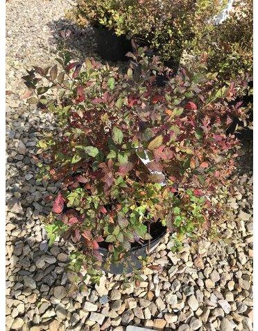 Magic Carpet Spirea 3G