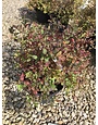 Magic Carpet Spirea 3G