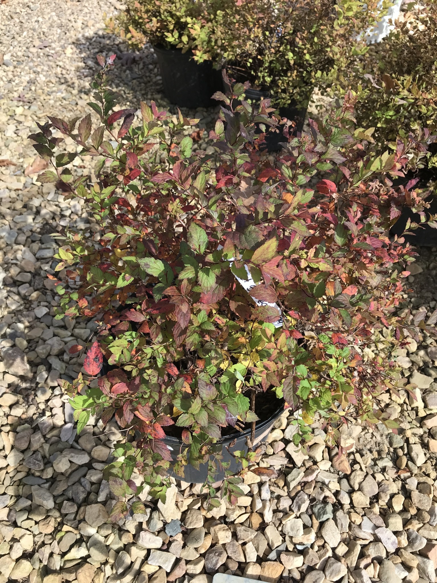 Magic Carpet Spirea 3G